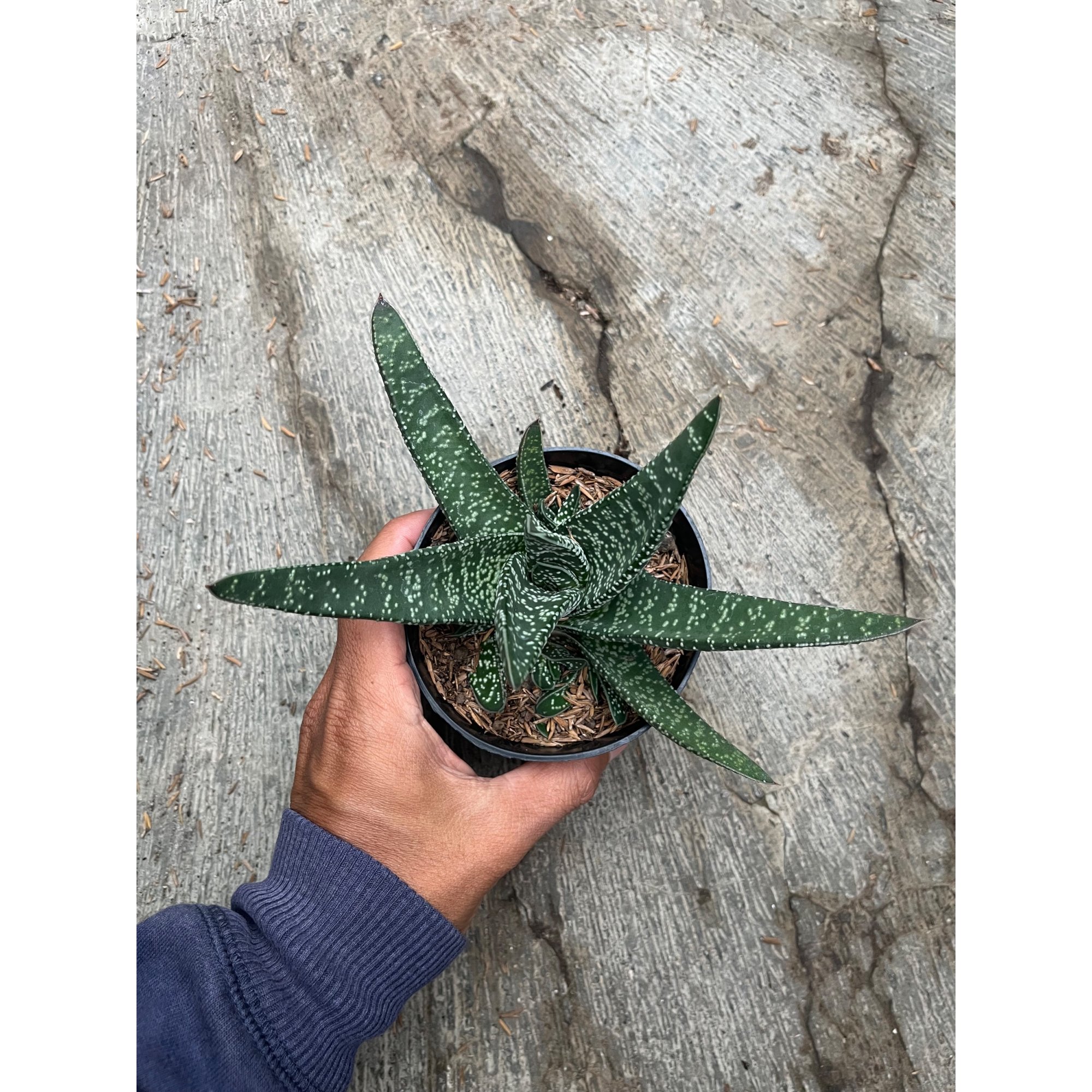 2482. Gasteria Carinata V Verrucosa Green