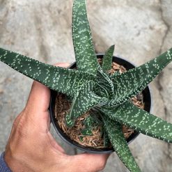 2482. Gasteria Carinata V Verrucosa Green - Image 5