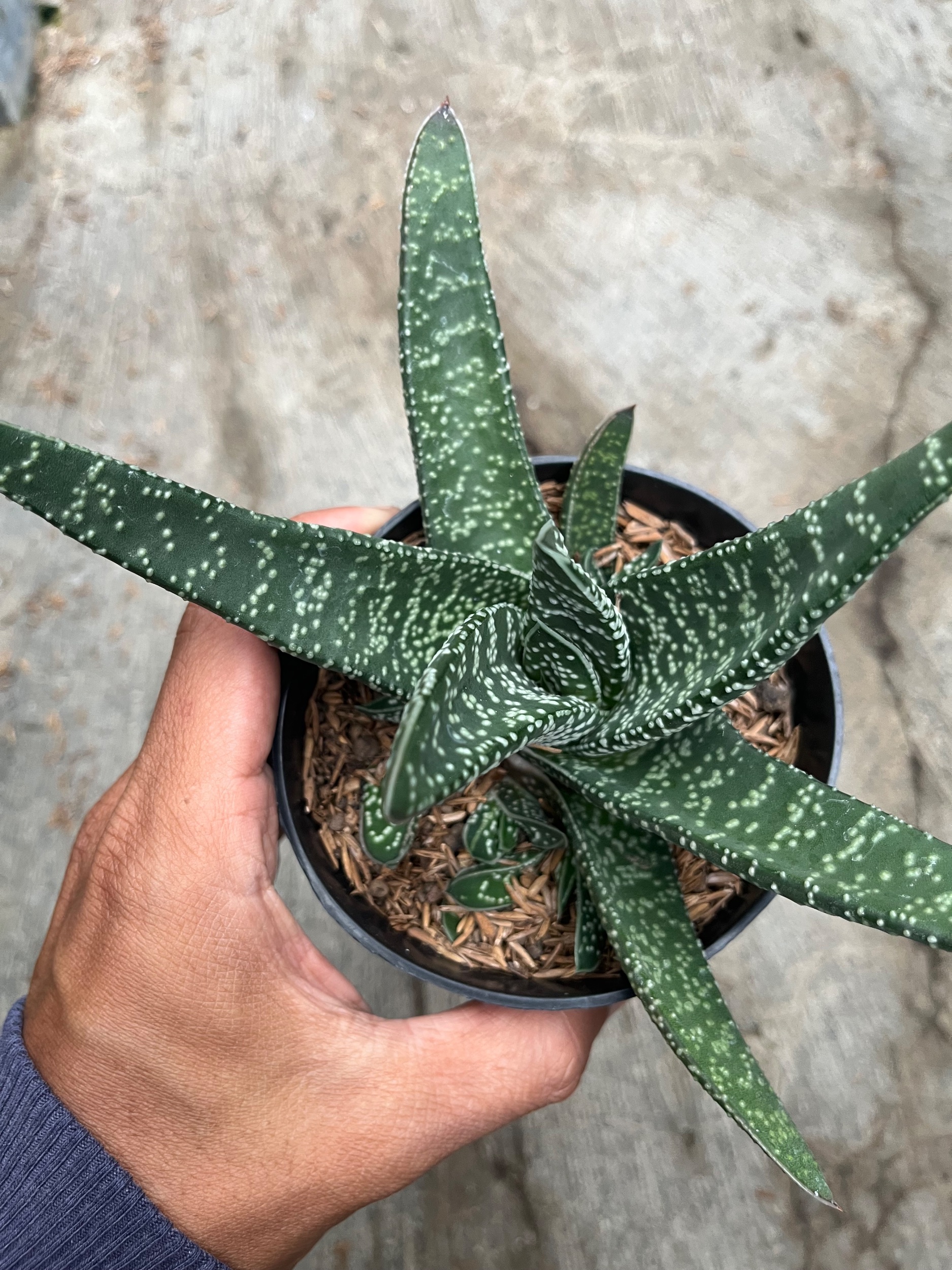 2482. Gasteria Carinata V Verrucosa Green - Image 5