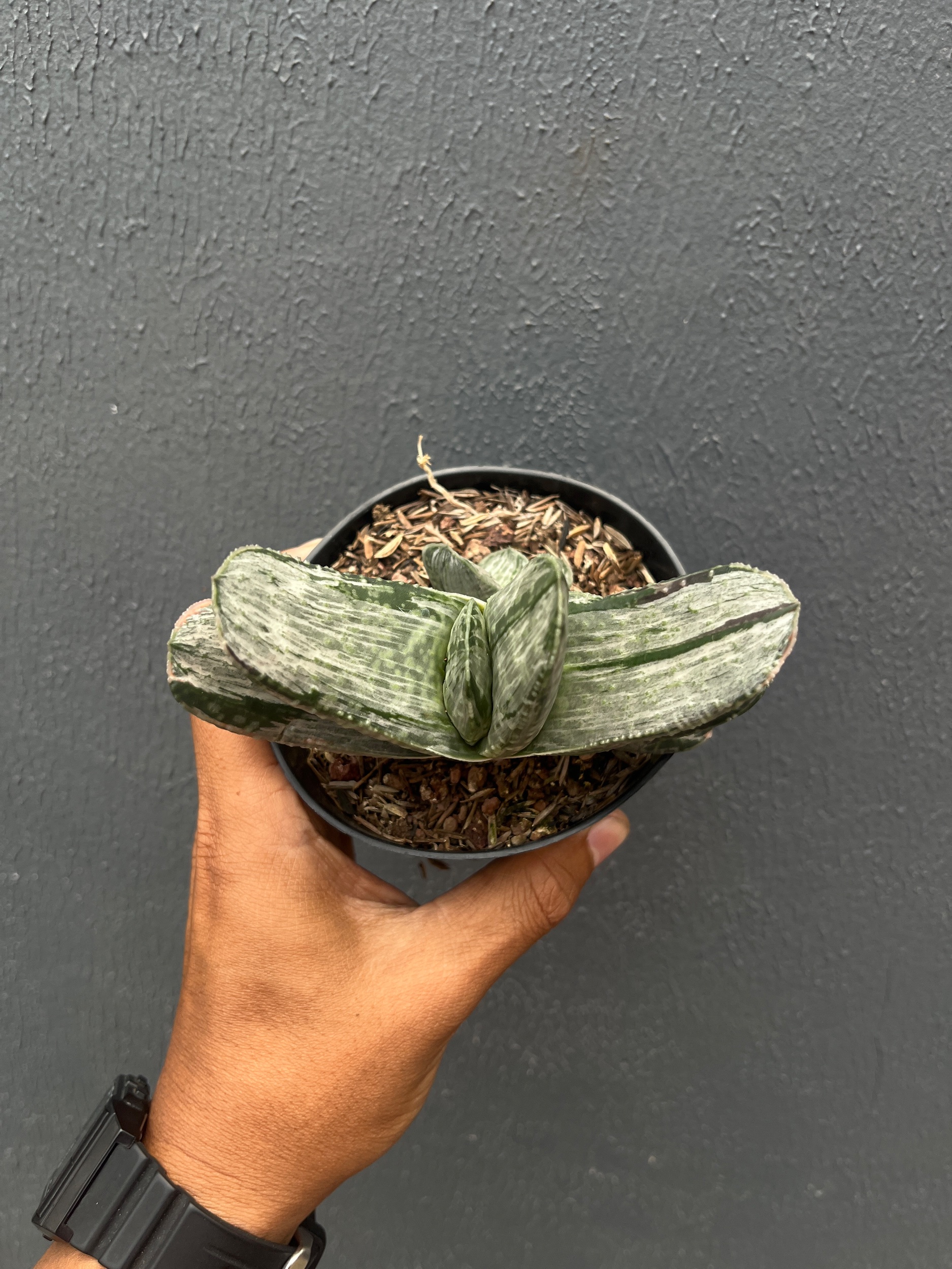 2590. Gasteria Sakura Fuji Silver Variegated - Image 2