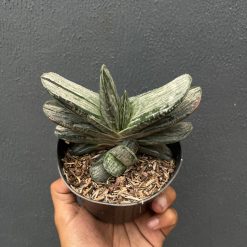 2590. Gasteria Sakura Fuji Silver Variegated - Image 3
