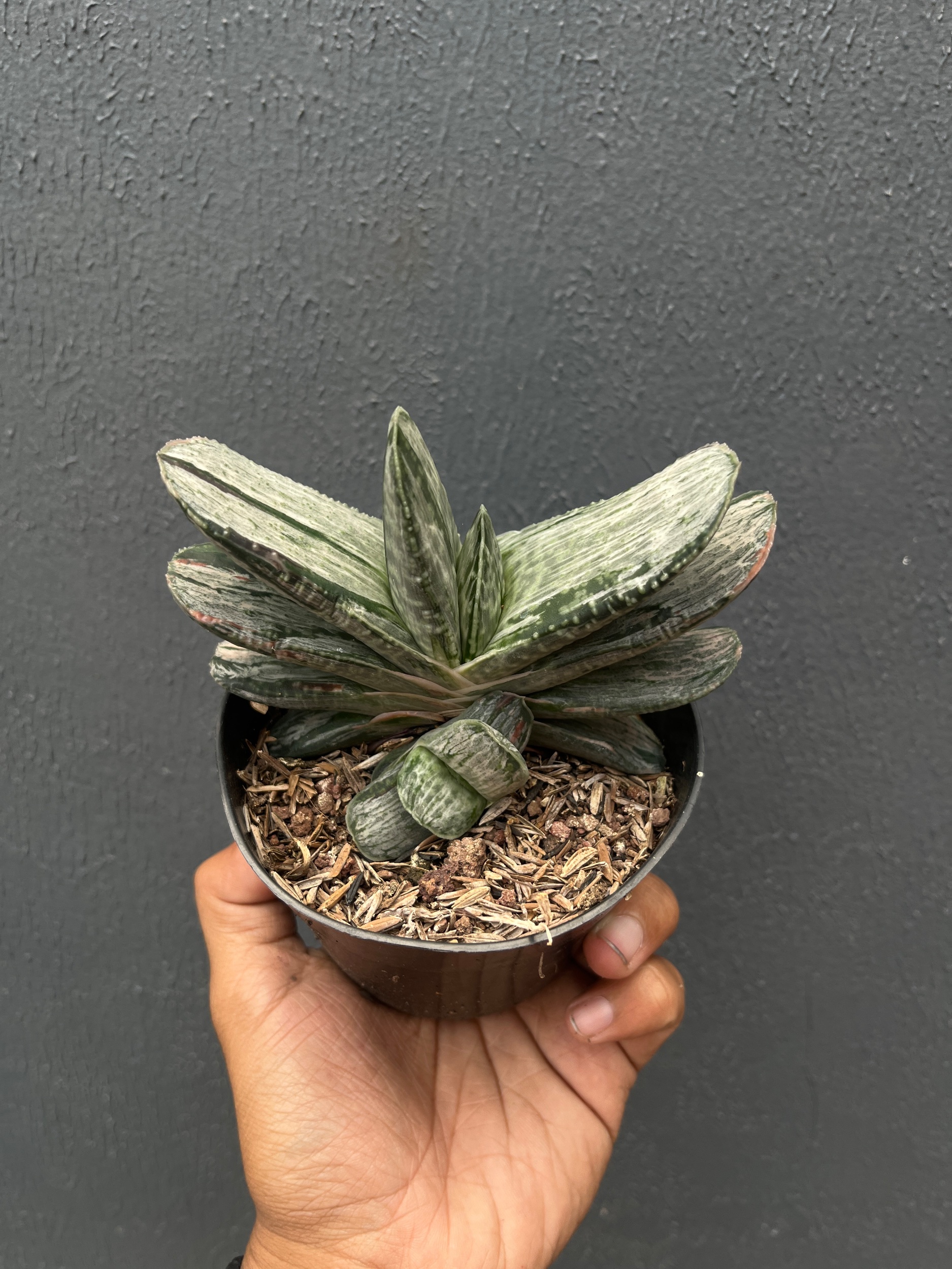 2590. Gasteria Sakura Fuji Silver Variegated - Image 3