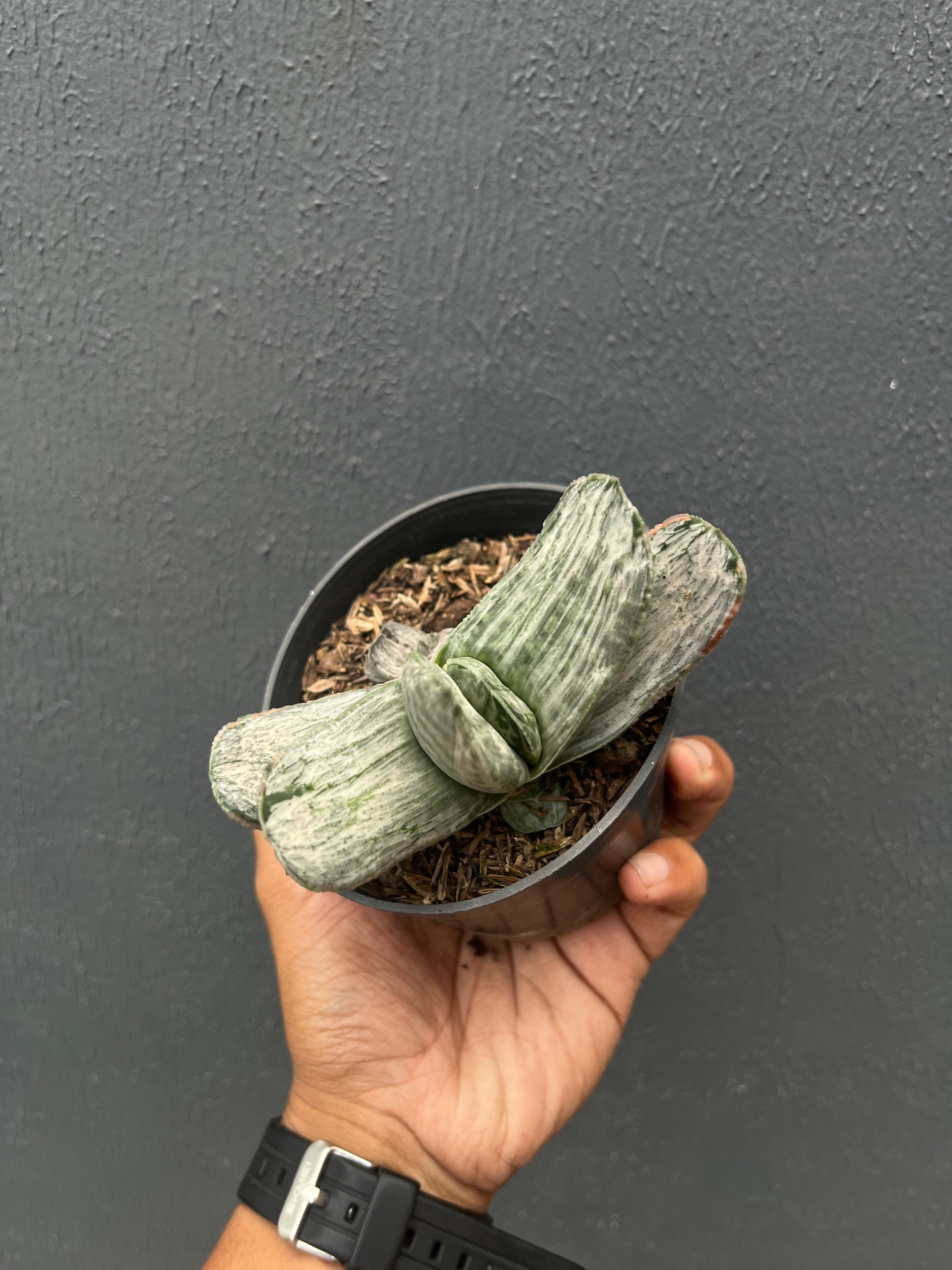 2590. Gasteria Sakura Fuji Silver Variegated - Image 4