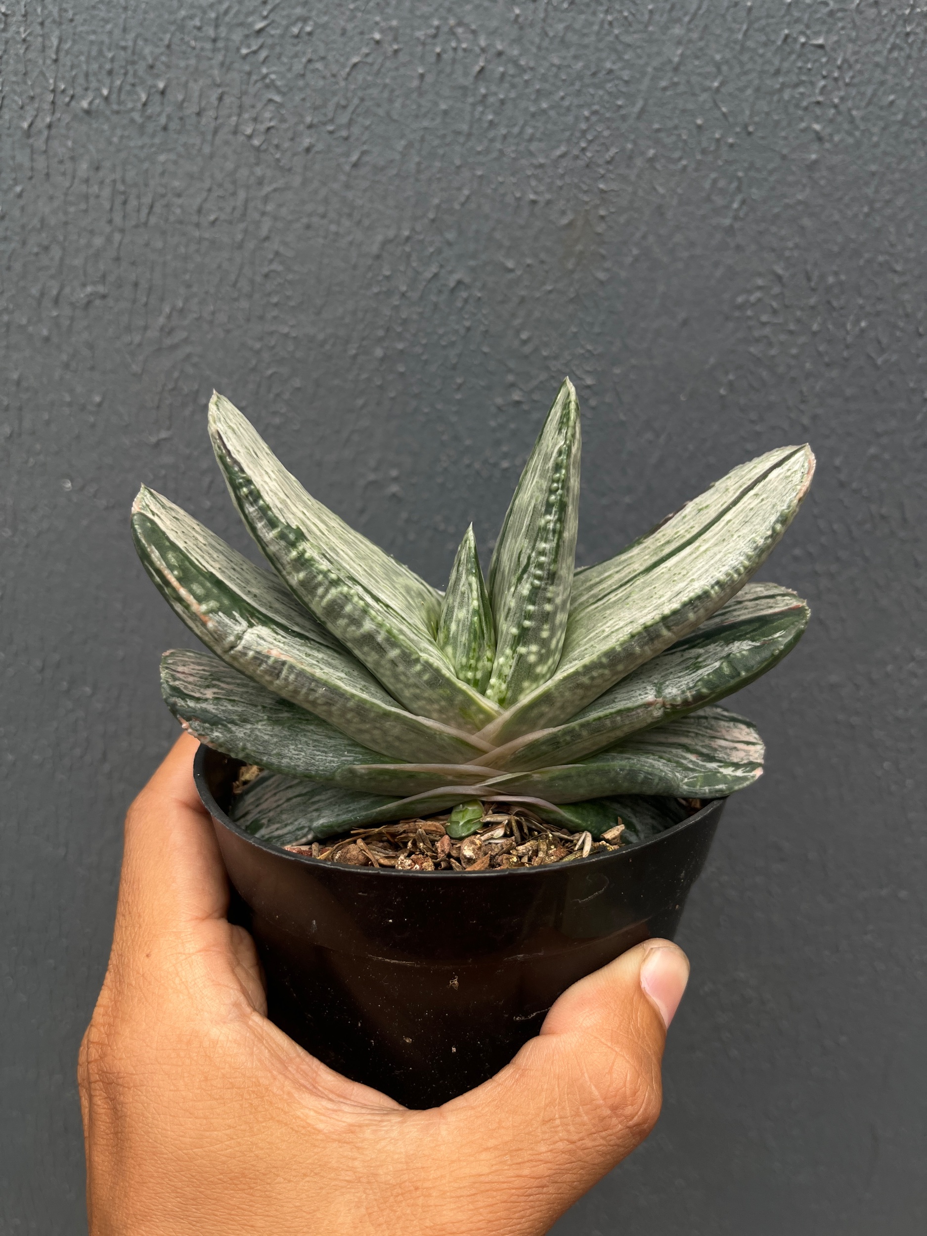 2590. Gasteria Sakura Fuji Silver Variegated - Image 5