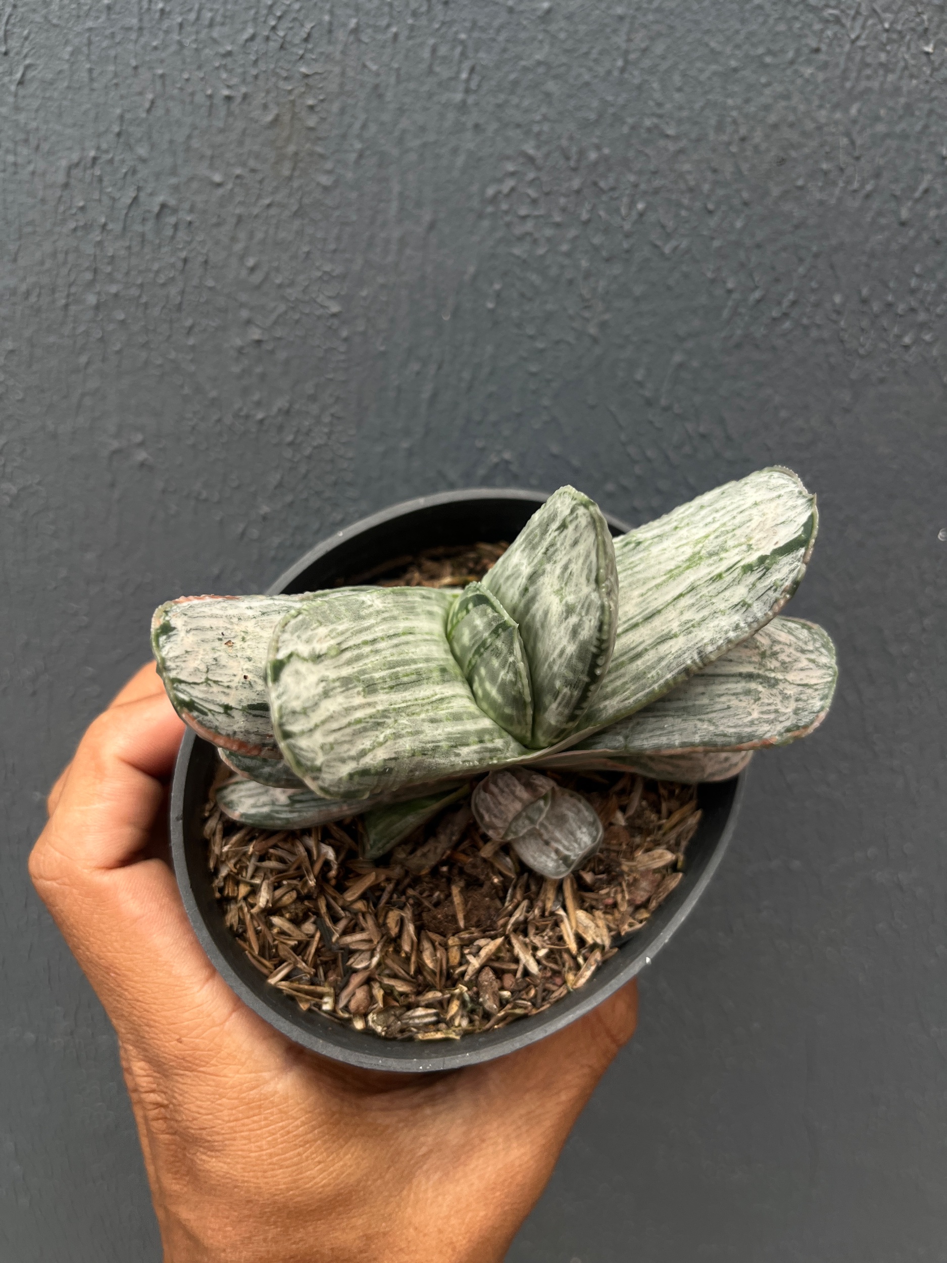 2590. Gasteria Sakura Fuji Silver Variegated - Image 6