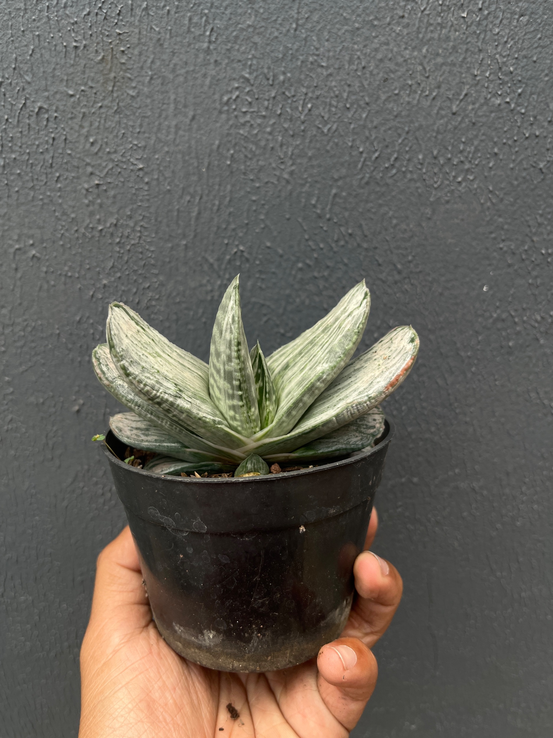 2590. Gasteria Sakura Fuji Silver Variegated - Image 7