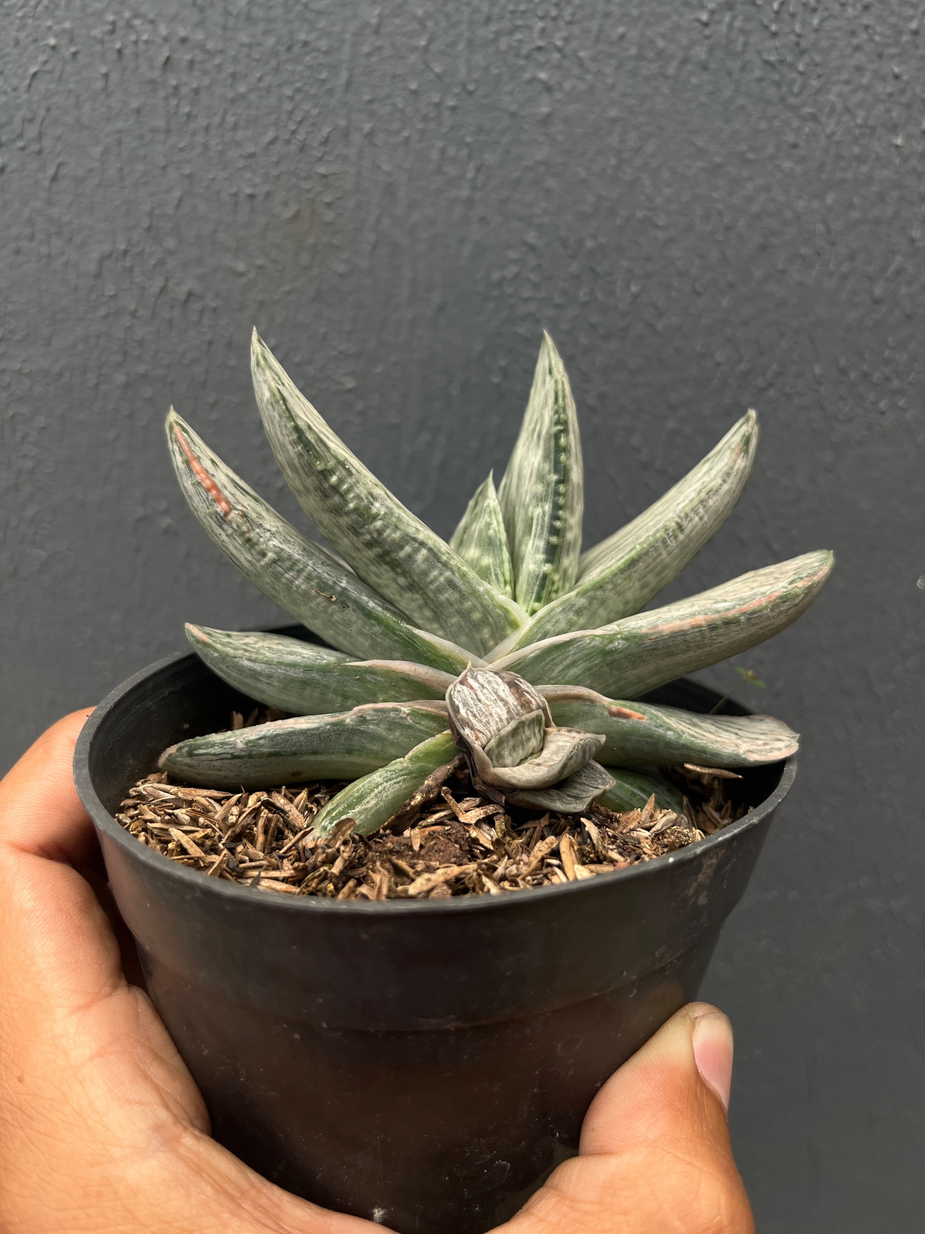 2590. Gasteria Sakura Fuji Silver Variegated - Image 8