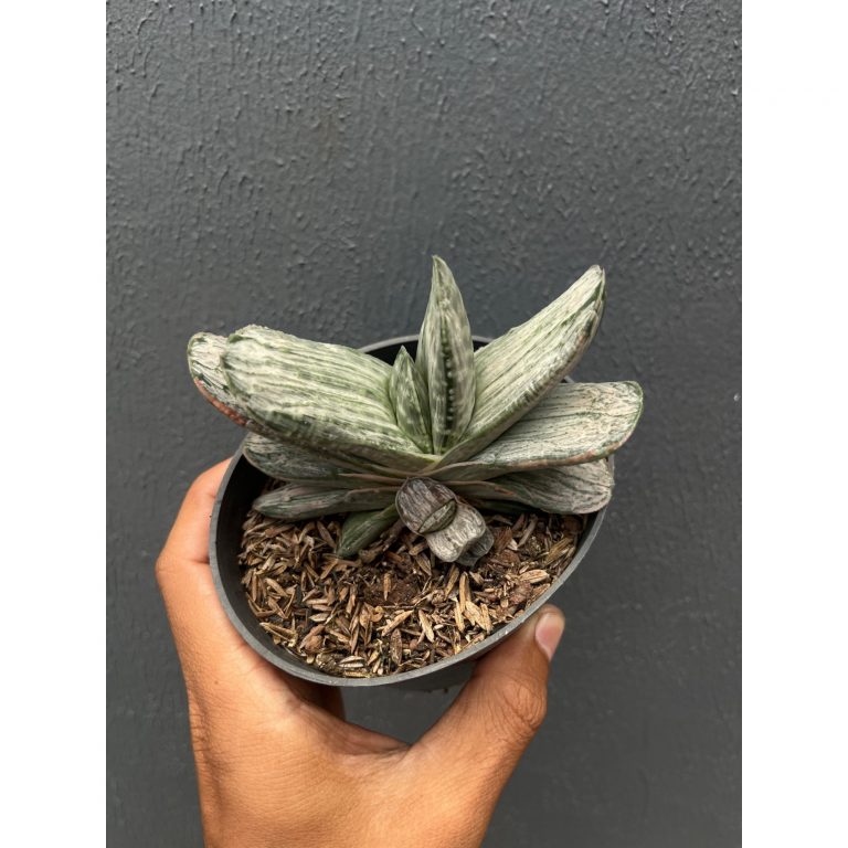 2590. Gasteria Sakura Fuji Silver Variegated