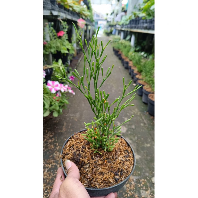 2550. Hatiora Salicornioides