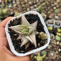 2608. Haworthia Limifolia 'washboard' White Variegated - Image 2