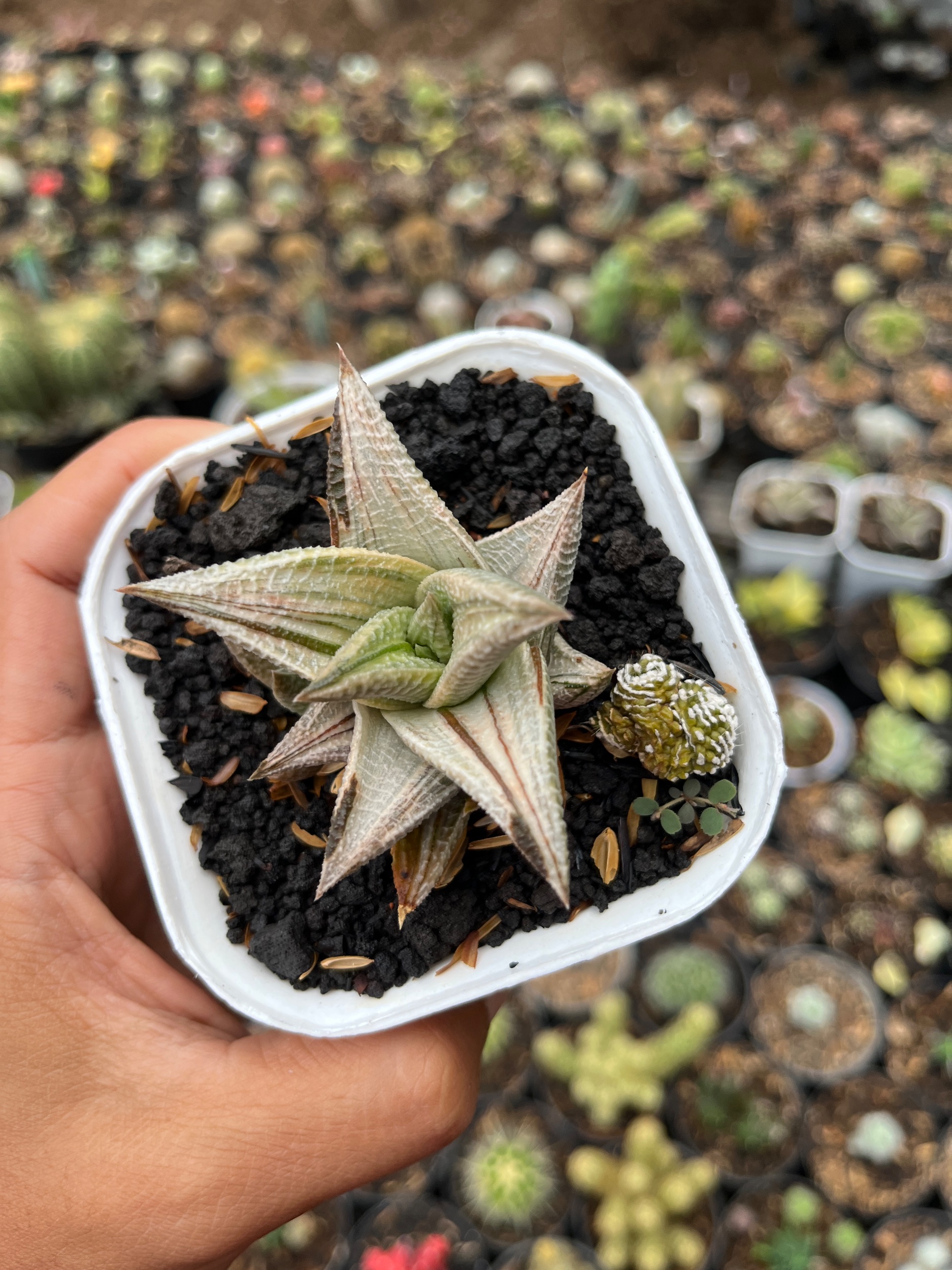 2608. Haworthia Limifolia 'washboard' White Variegated - Image 2