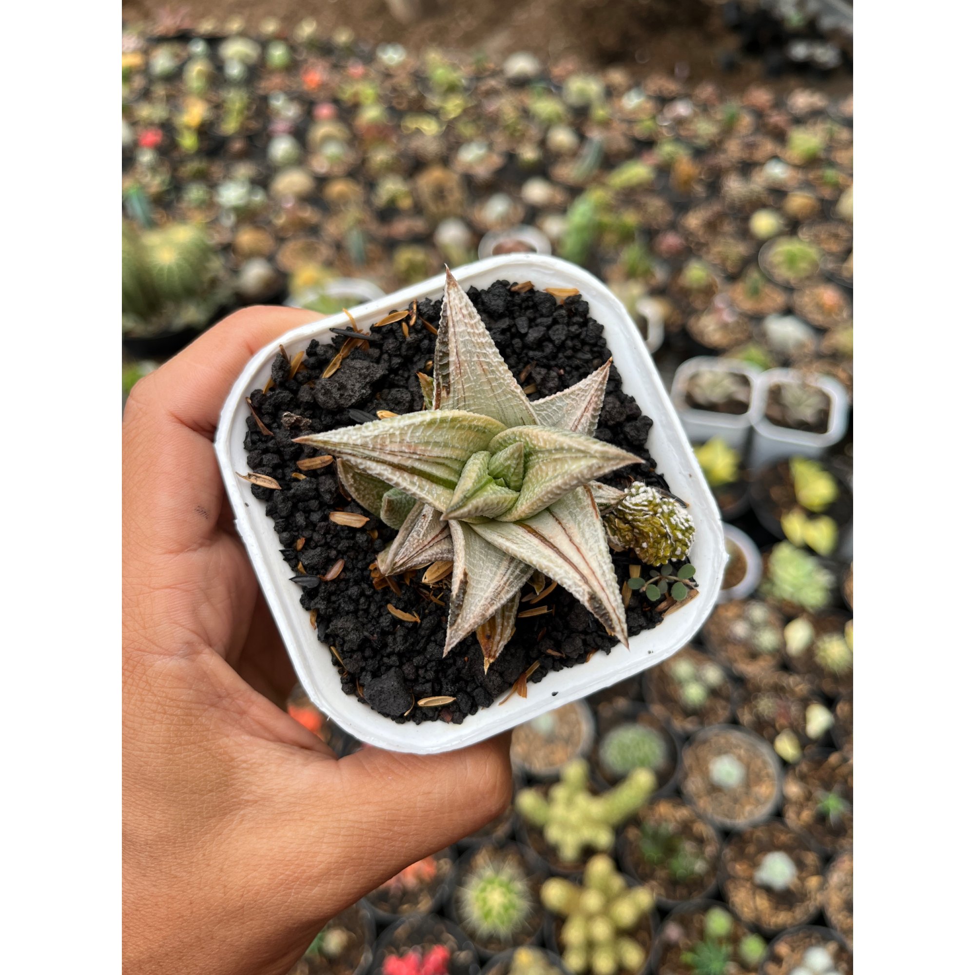 2608. Haworthia Limifolia 'washboard' White Variegated