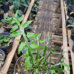 2553. Homalocladium Platycladum - Image 3