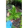 2603. Kadaka Lasagna (asplenium Nidus Cultivar)