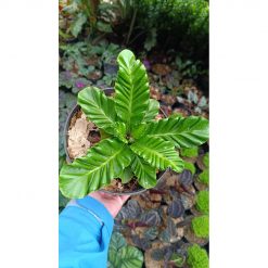 2603. Kadaka Lasagna (asplenium Nidus Cultivar)
