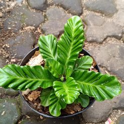 2603. Kadaka Lasagna (asplenium Nidus Cultivar) - Image 2
