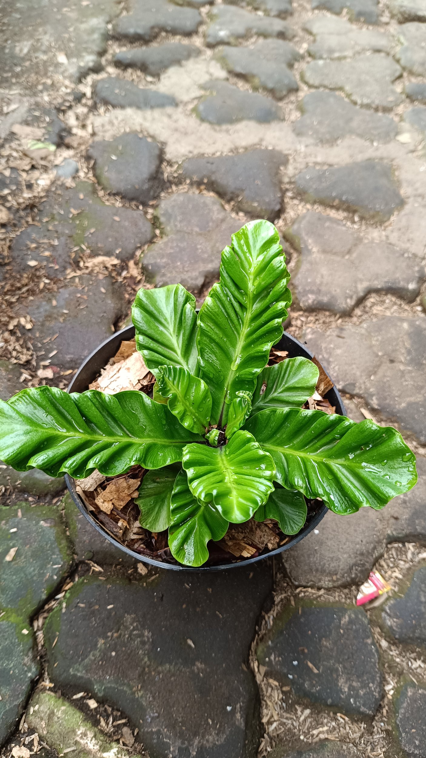 2603. Kadaka Lasagna (asplenium Nidus Cultivar) - Image 2