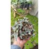 2613. Ledebouria Socialis / Silver Squill