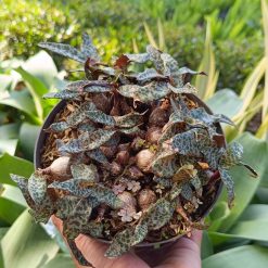 2613. Ledebouria Socialis / Silver Squill - Image 2