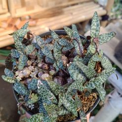 2613. Ledebouria Socialis / Silver Squill - Image 3