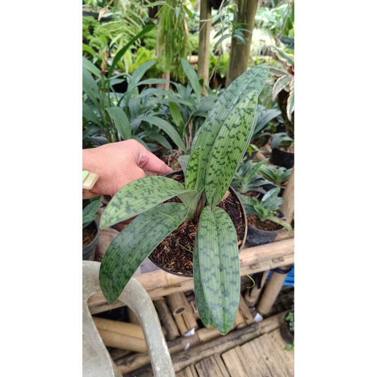 2546. Paphiopedilum