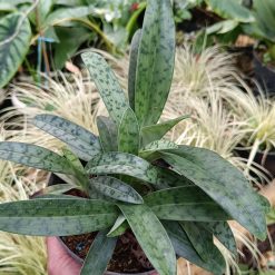 2546. Paphiopedilum - Image 2