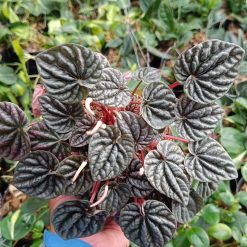 2599. Peperomia Caperata / Emerald Ripple 3pcs - Image 2