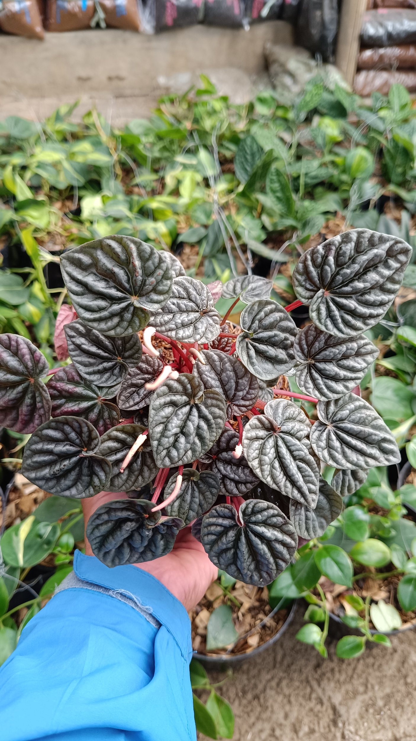 2599. Peperomia Caperata / Emerald Ripple 3pcs - Image 2