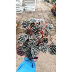 2599. Peperomia Caperata / Emerald Ripple 3pcs