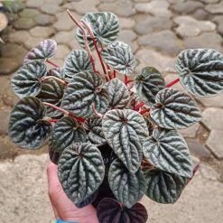 2599. Peperomia Caperata / Emerald Ripple 3pcs - Image 3