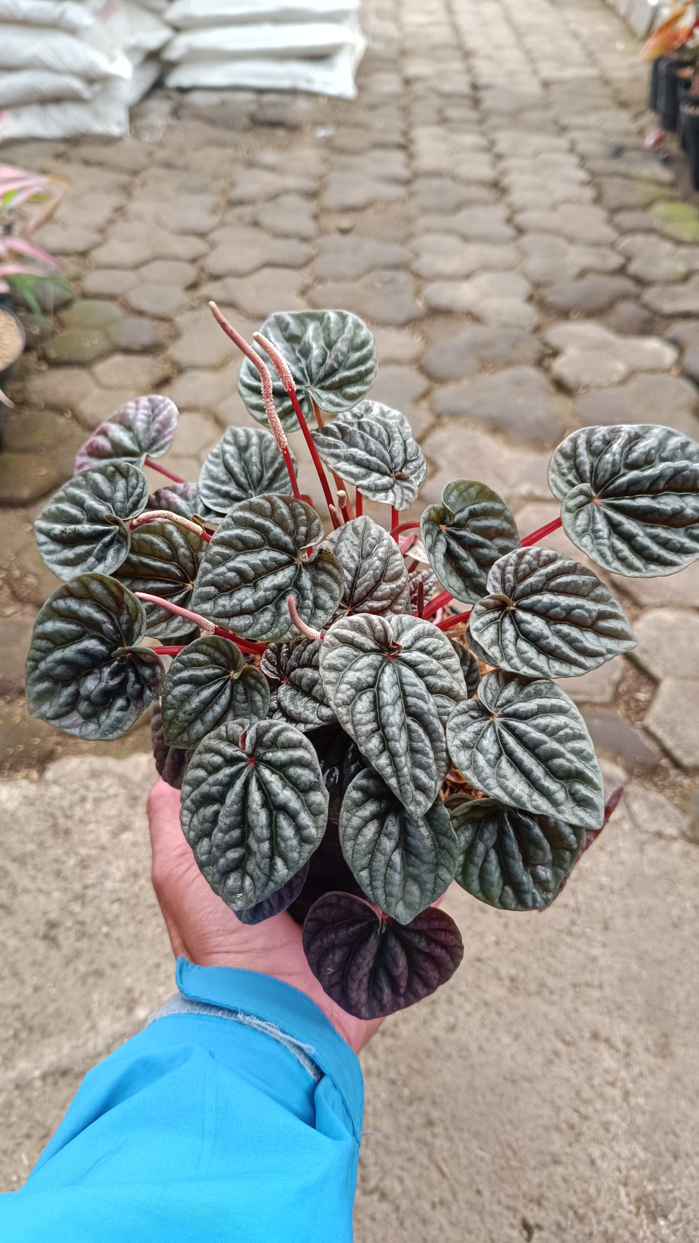 2599. Peperomia Caperata / Emerald Ripple 3pcs - Image 3