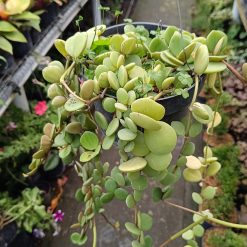 2545. Peperomia Hope size 40 cm - Image 2