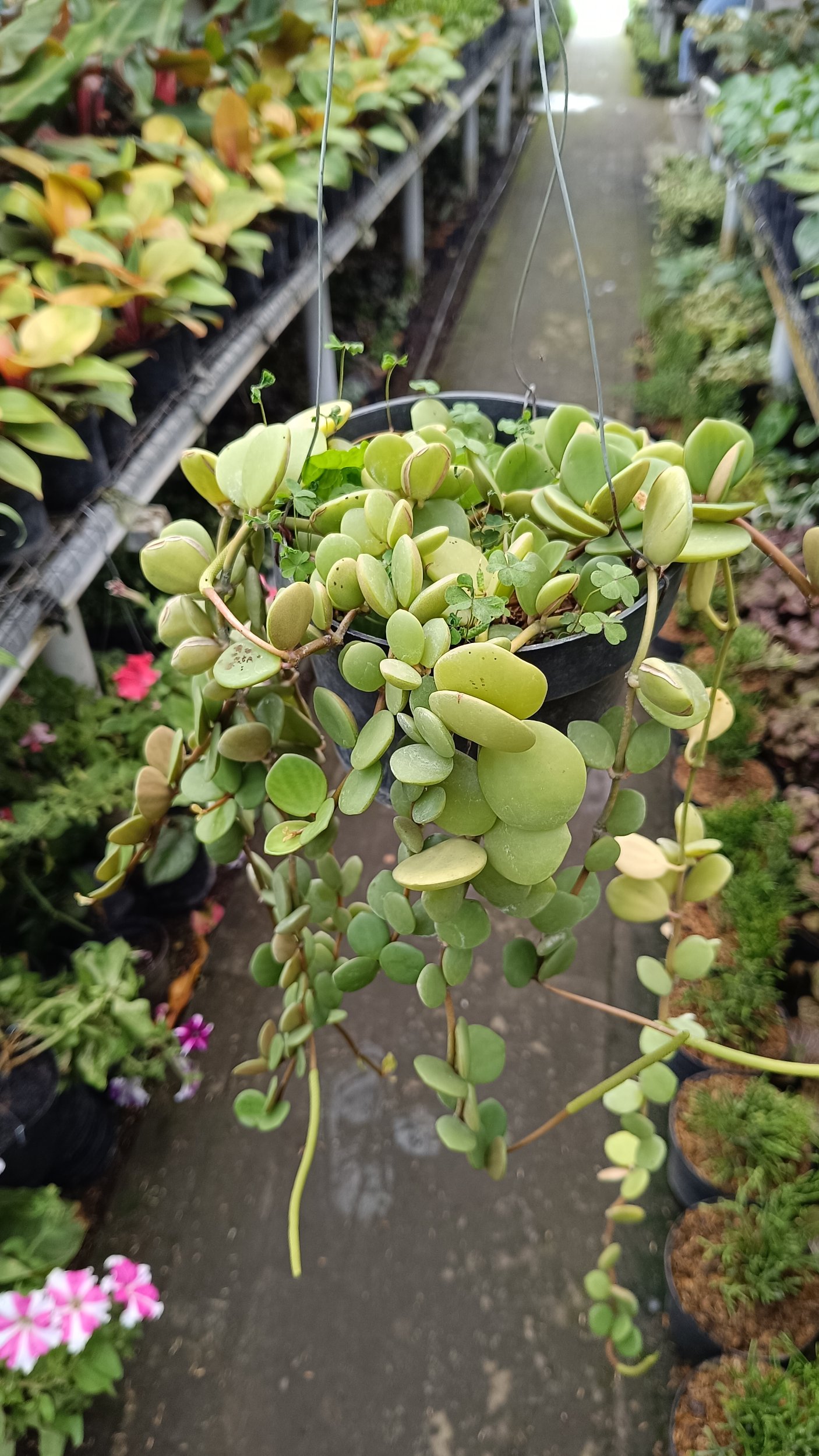 2545. Peperomia Hope size 40 cm - Image 2
