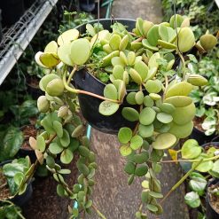 2545. Peperomia Hope size 40 cm - Image 3