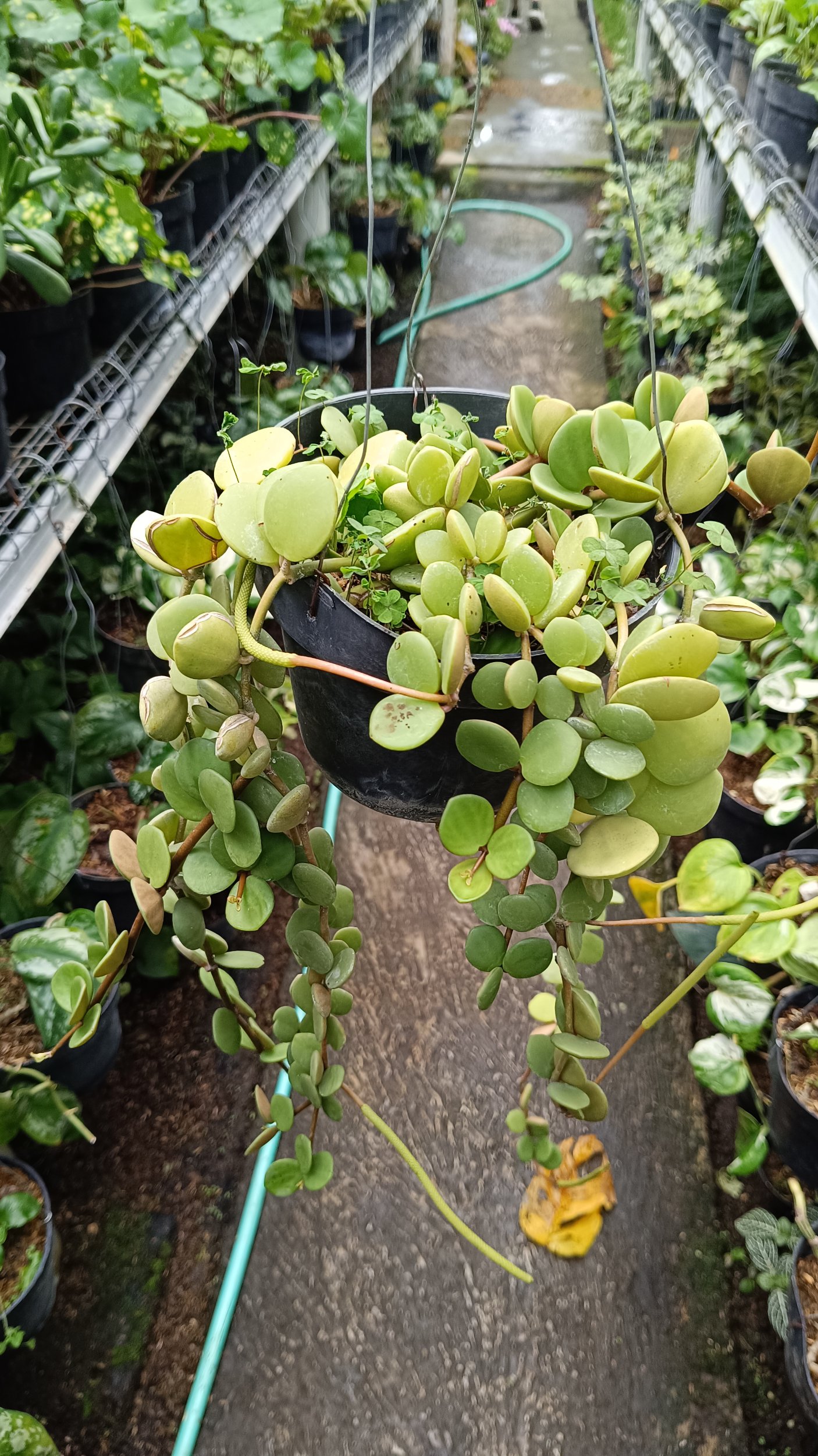 2545. Peperomia Hope size 40 cm - Image 3