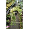 2545. Peperomia Hope size 40 cm