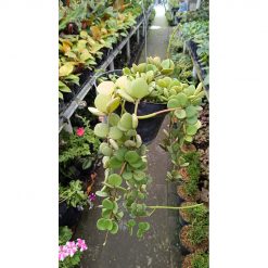 2545. Peperomia Hope size 40 cm