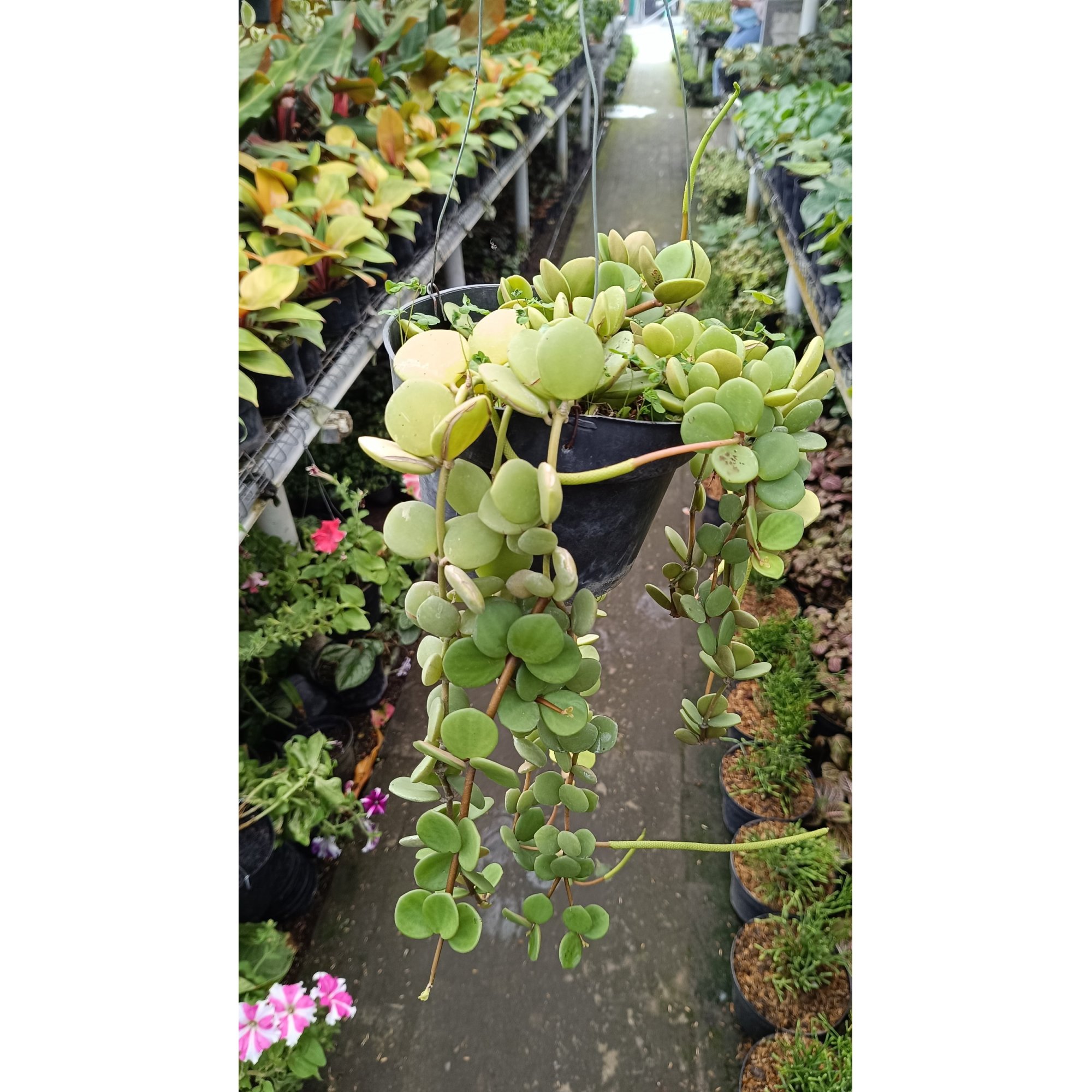 2545. Peperomia Hope size 40 cm