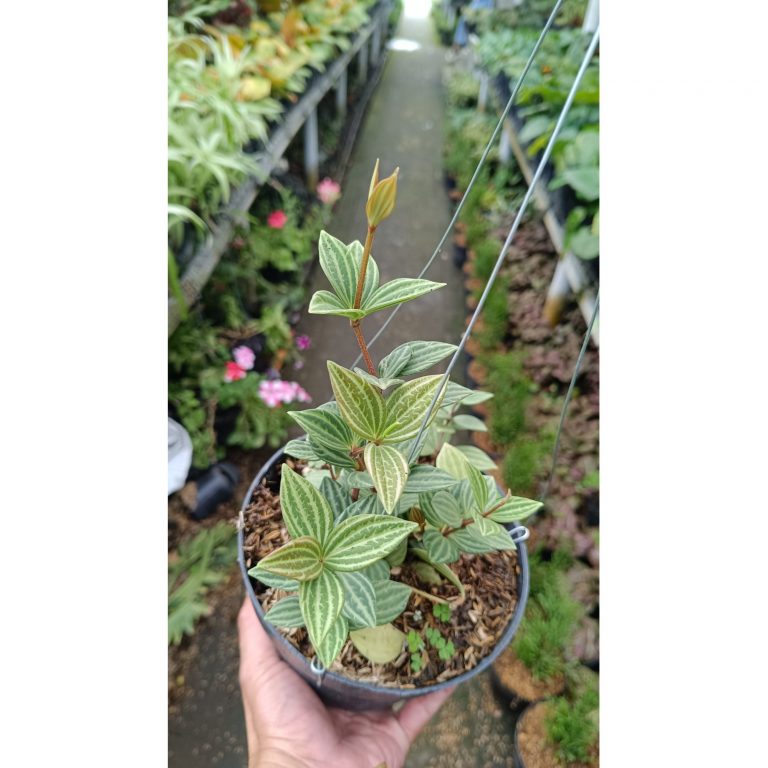 2547. Peperomia Puteolata