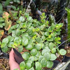 2549. Peperomia Rotundifolia - Image 2