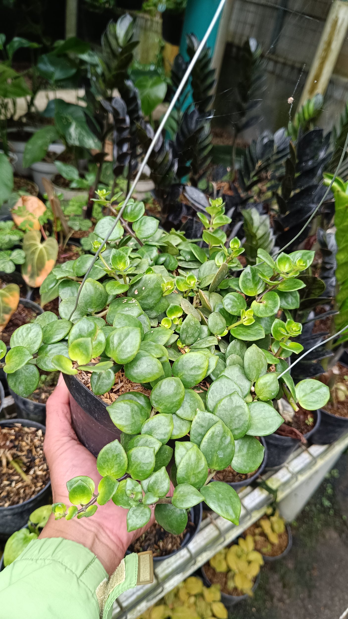 2549. Peperomia Rotundifolia - Image 2