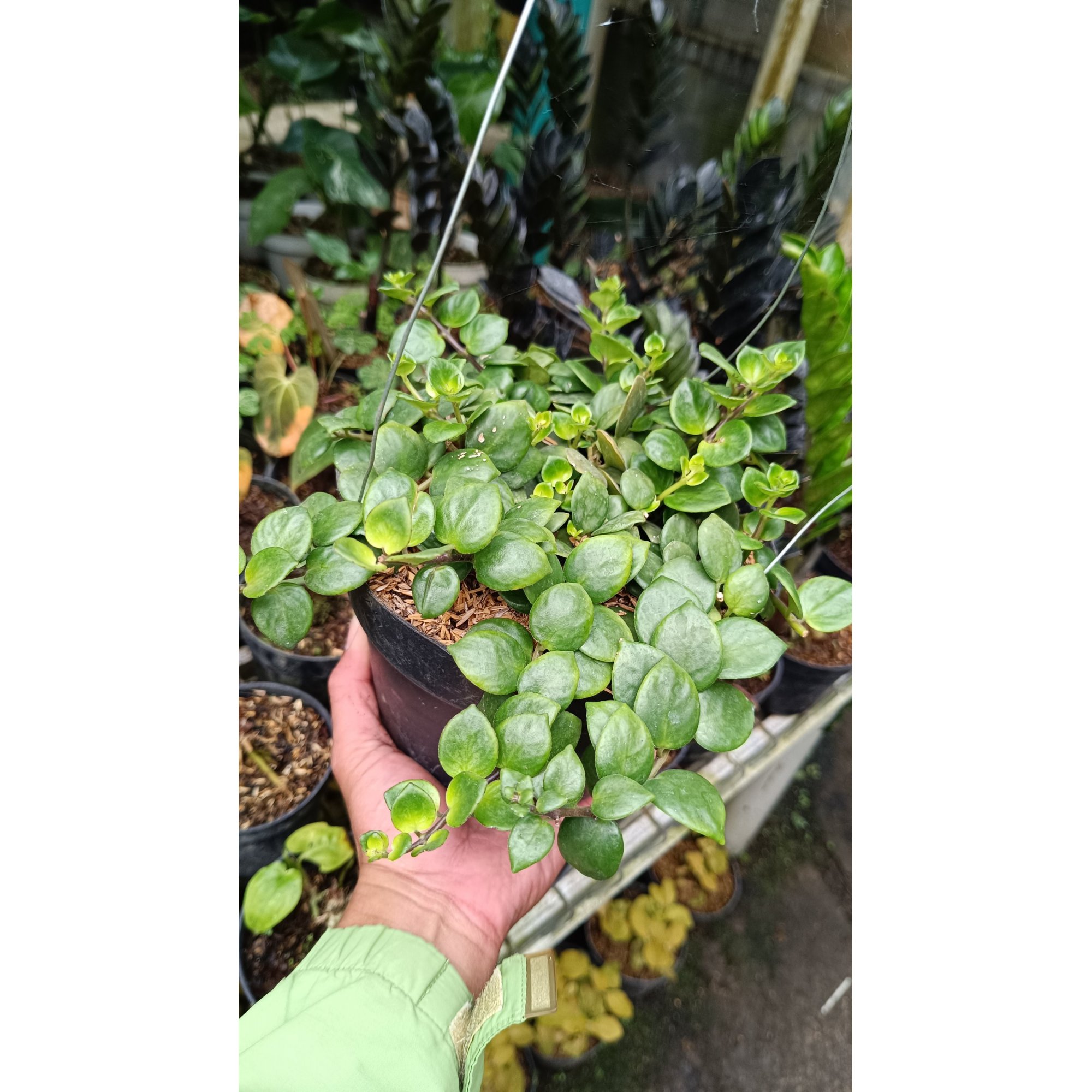 2549. Peperomia Rotundifolia