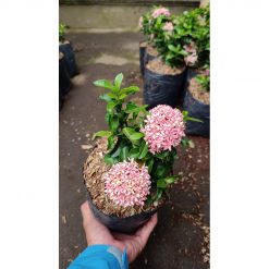 2601. Pink Dwarf Ixora 3pcs