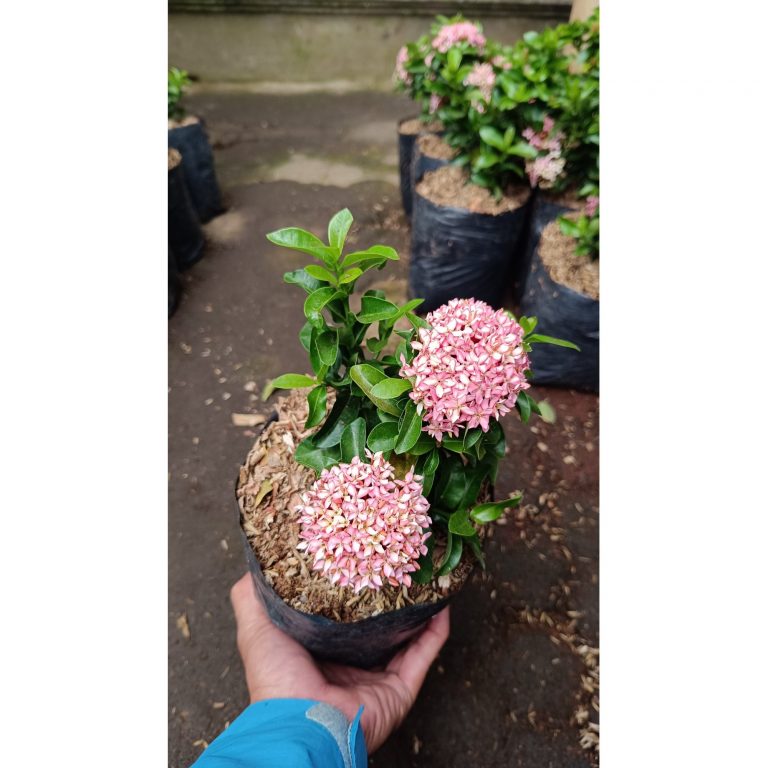 2601. Pink Dwarf Ixora 3pcs