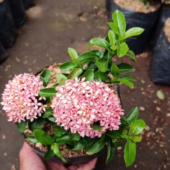 2601. Pink Dwarf Ixora 3pcs - Image 2