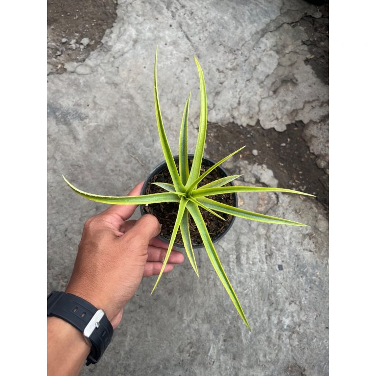 2571. Recurvata Aztec Gold