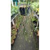 2543. Rhipsalis