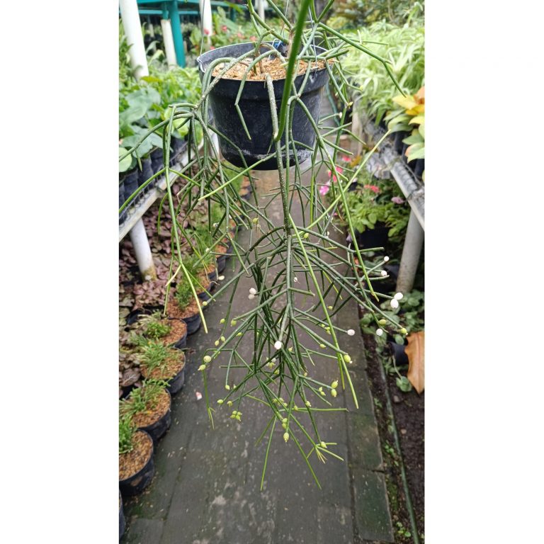 2543. Rhipsalis