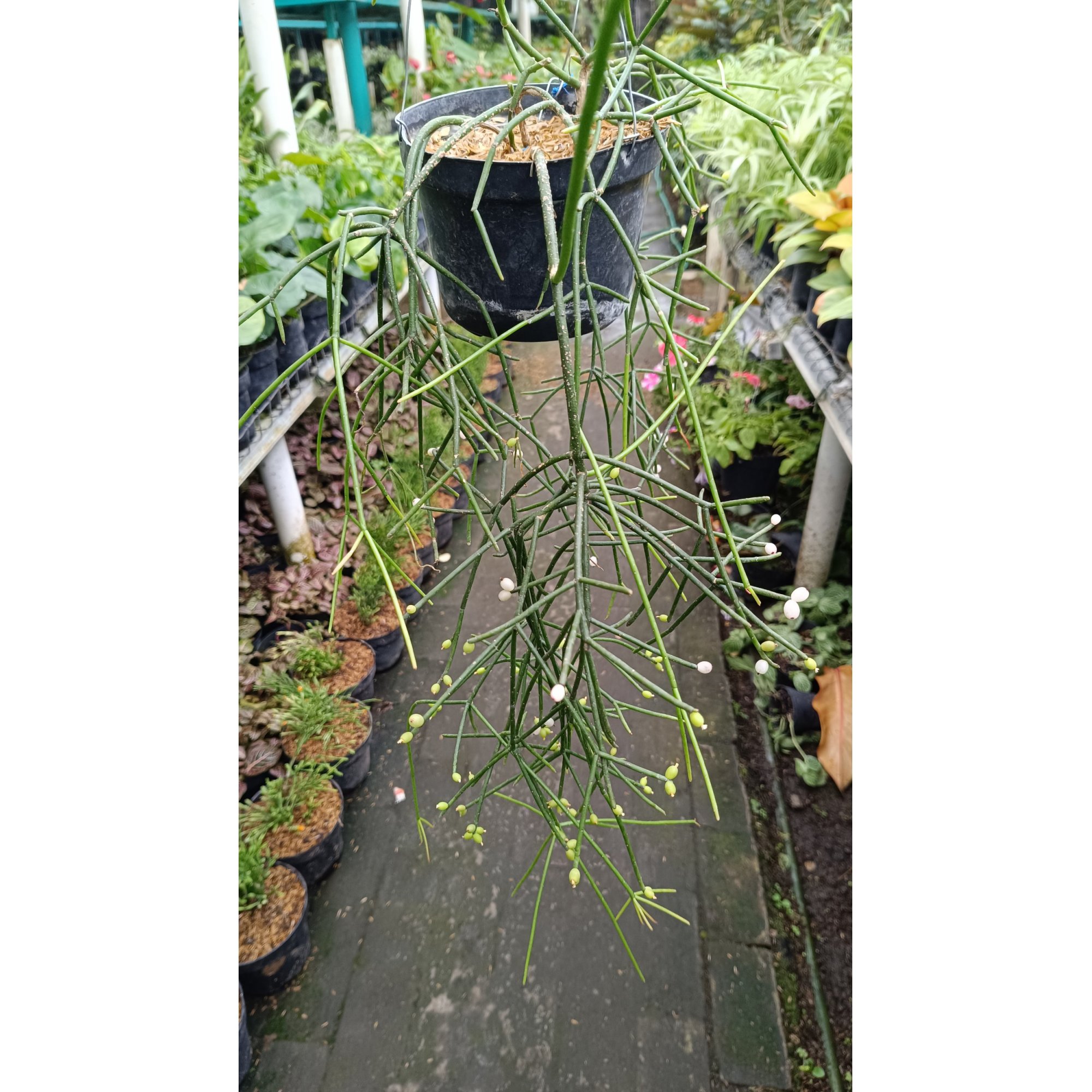 2543. Rhipsalis