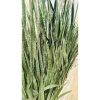 2562. Sanseveria Austrian Black Sport 10 Pcs
